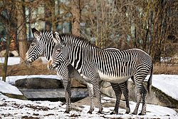 Grevy-Zebra-02.jpg