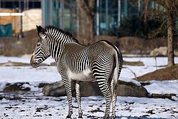 Grevy-Zebra-03.jpg