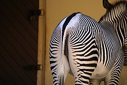 Grevy-Zebra-04.JPG