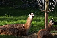 DSC01291.jpg
