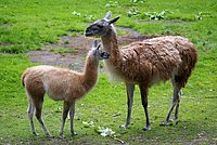 N�rnberger Zoo 252.jpg