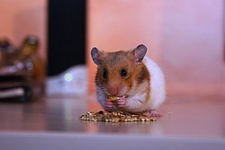 DSC00938-a.jpg
