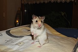 DSC08836-a.jpg