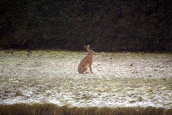 DSC04837-a.jpg