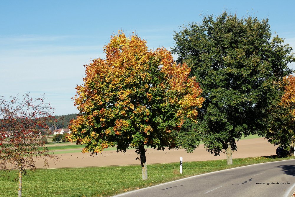 Herbst-006.jpg