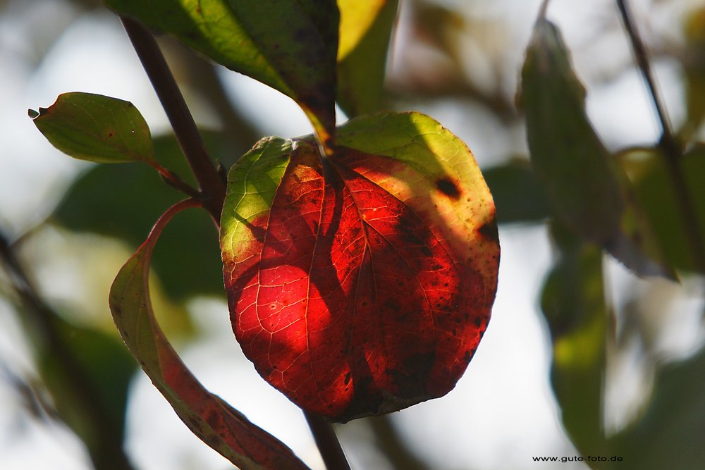 Herbst-013.jpg