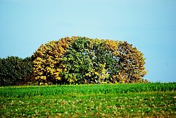 Herbst-003.JPG