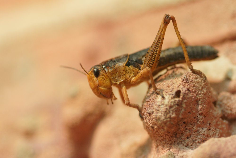 Heuschnecke-03.jpg