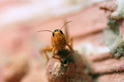 Heuschnecke-01.JPG