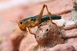 Heuschnecke-02.JPG