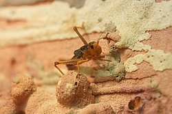 Heuschnecke-04.JPG