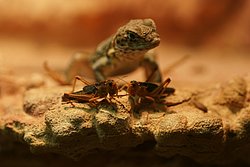Heuschnecke-06.JPG