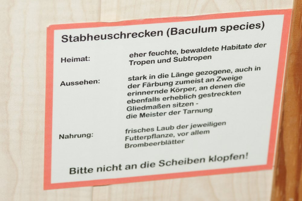 Stabheuschrecke-3.JPG