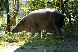 Hirscheber-1.JPG