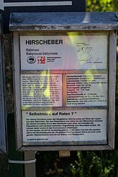 Hirscheber-4.JPG