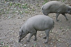 Hirscheber-8.JPG