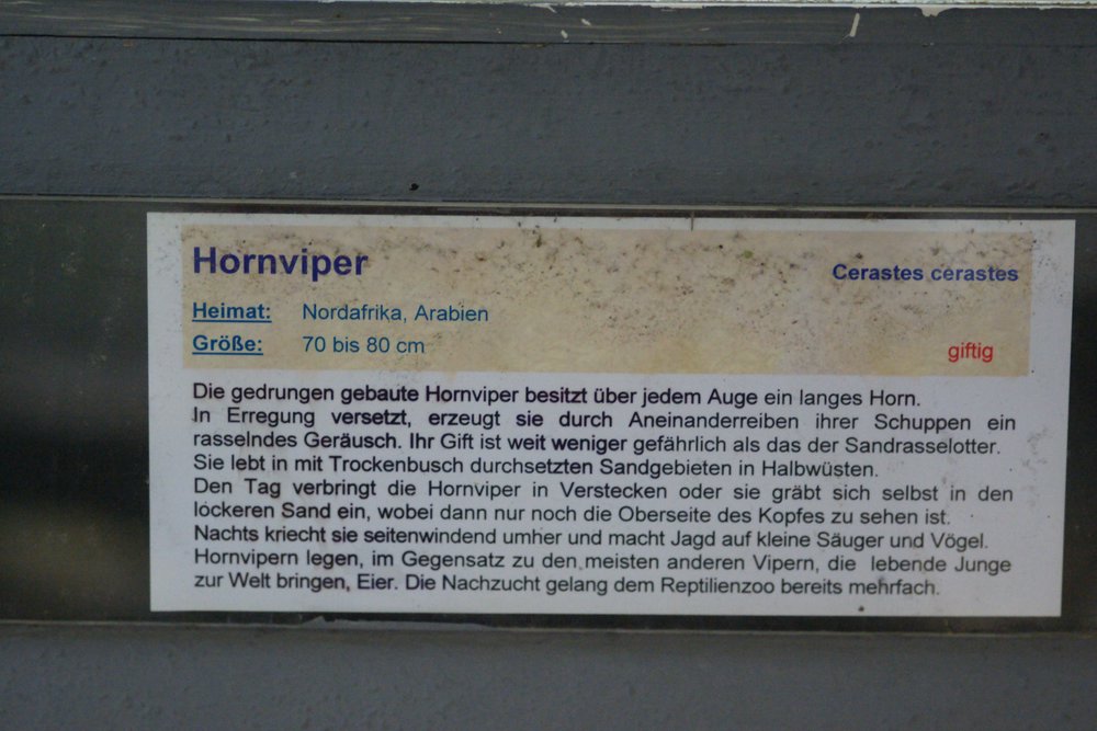 Hornviper-03.JPG