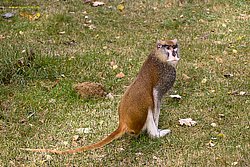 Husarenaffe-04.jpg