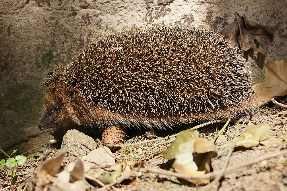 Igel-01.jpg