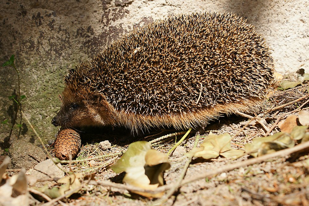 Igel-03.jpg