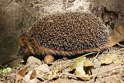 Igel-01.jpg