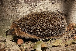 Igel-02.jpg