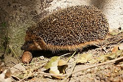 Igel-03.jpg