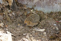 Igel-05.jpg