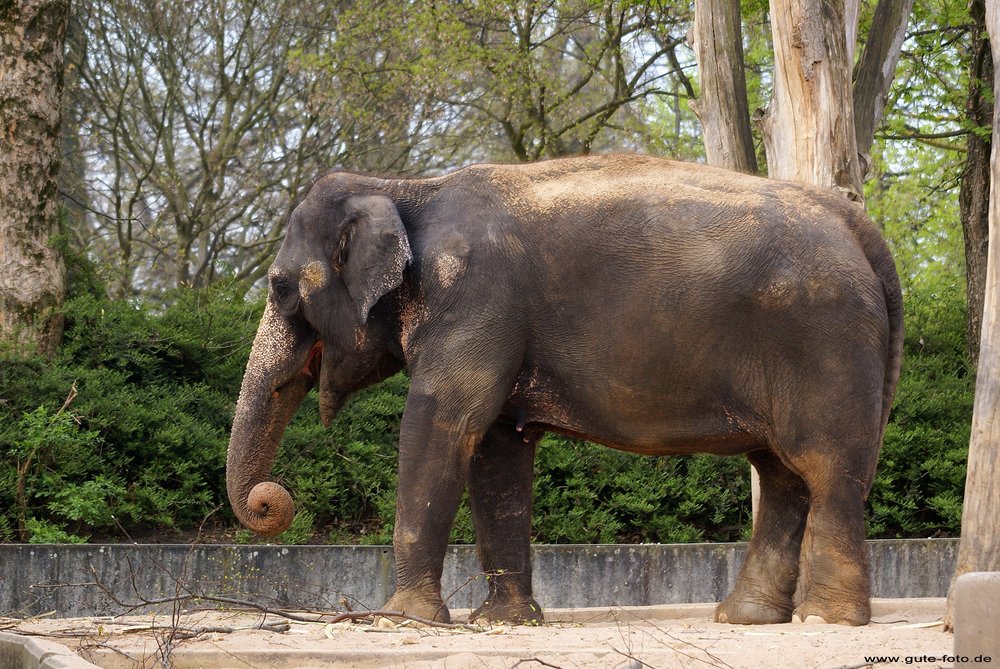 IndischerElefant001.jpg IndischerElefant001.jpg
