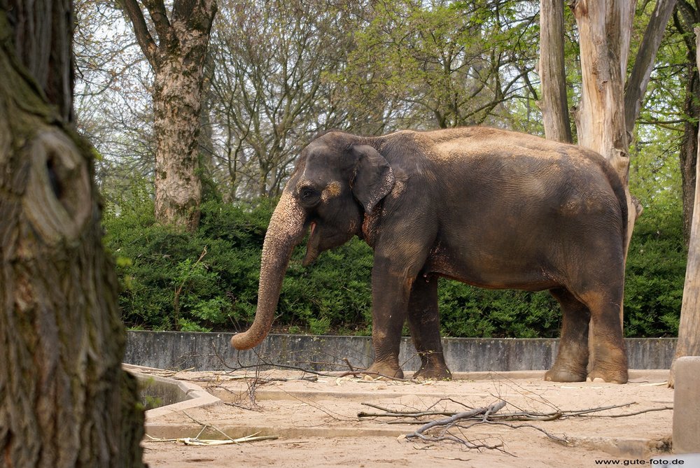Indischer-Elefant-002.jpg
