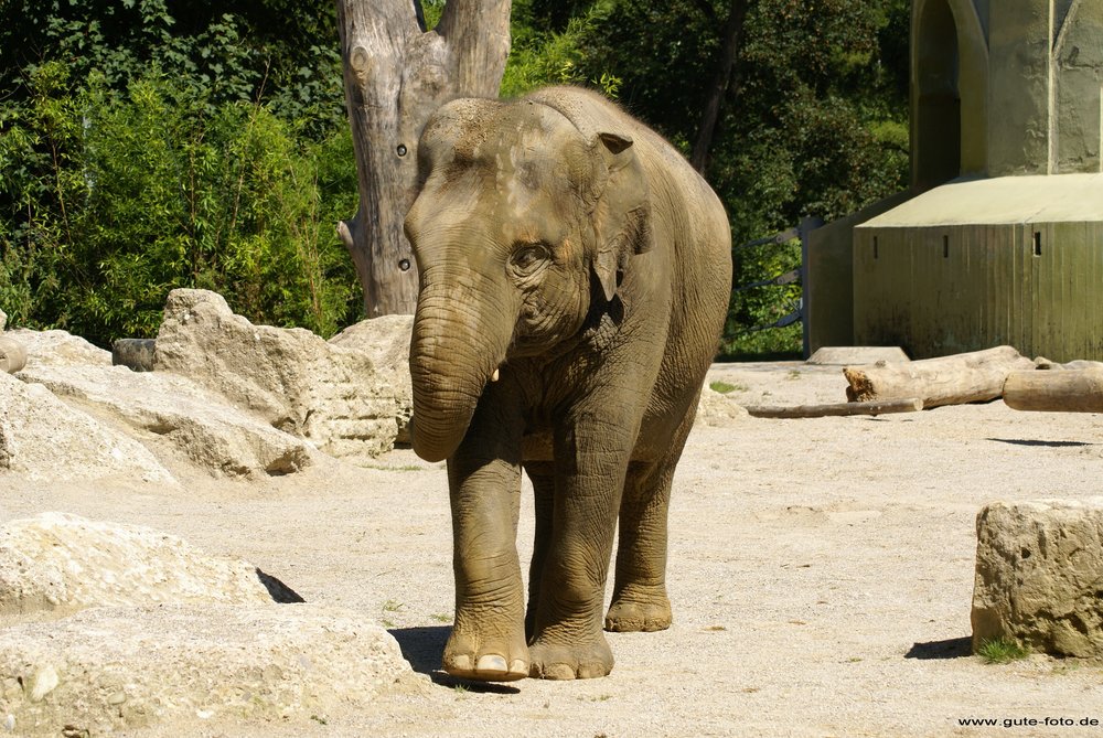 Indischer-Elefant-010.jpg
