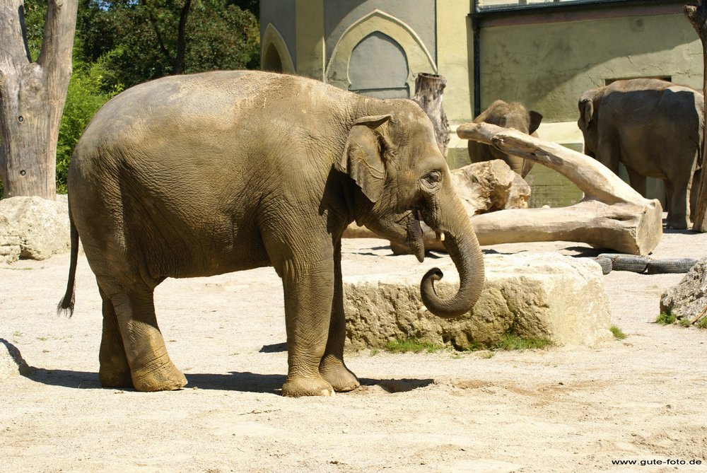 Indischer-Elefant-012.jpg