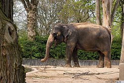 Indischer-Elefant-002.jpg