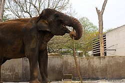 Indischer-Elefant-004.jpg