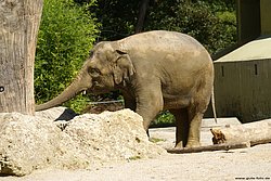 Indischer-Elefant-009.jpg