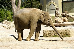 Indischer-Elefant-011.jpg