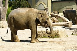 Indischer-Elefant-012.jpg