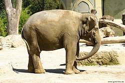 Indischer-Elefant-013.jpg