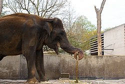 Indischer-Elefant-4.jpg