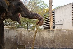 Indischer-Elefant-5.jpg