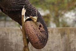 Indischer-Elefant-6.jpg
