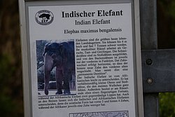 Indischer-Elefant-7.JPG