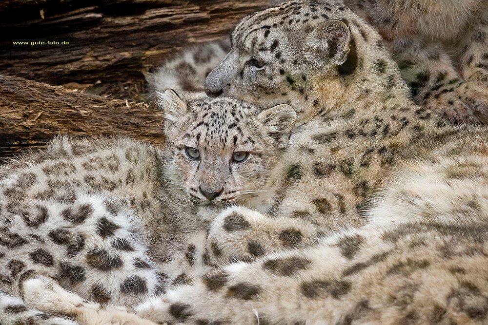 Schneeleopard-008.jpg