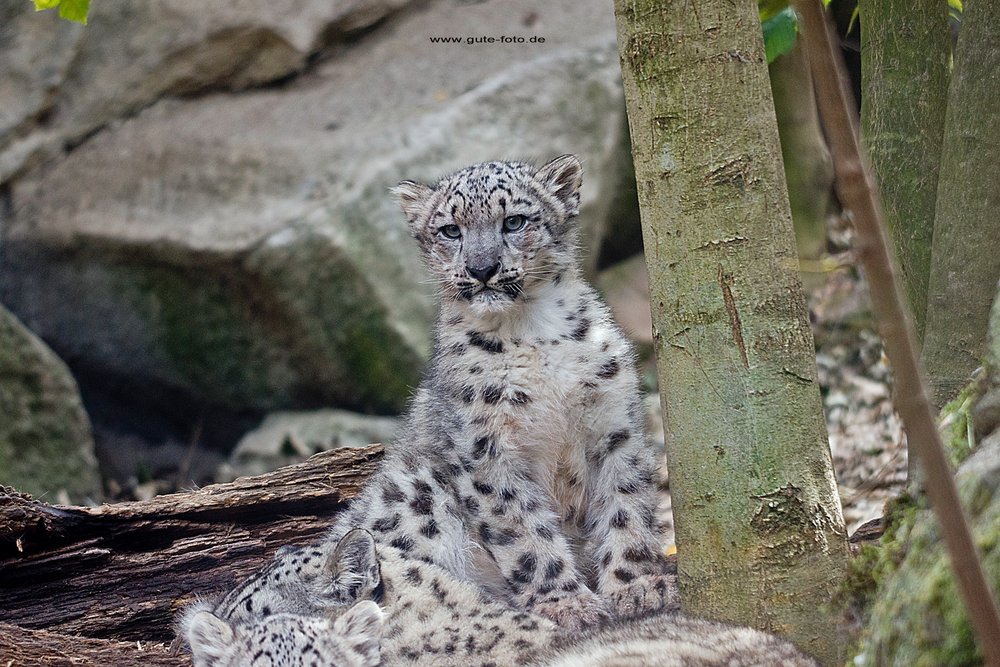Schneeleopard-009.jpg