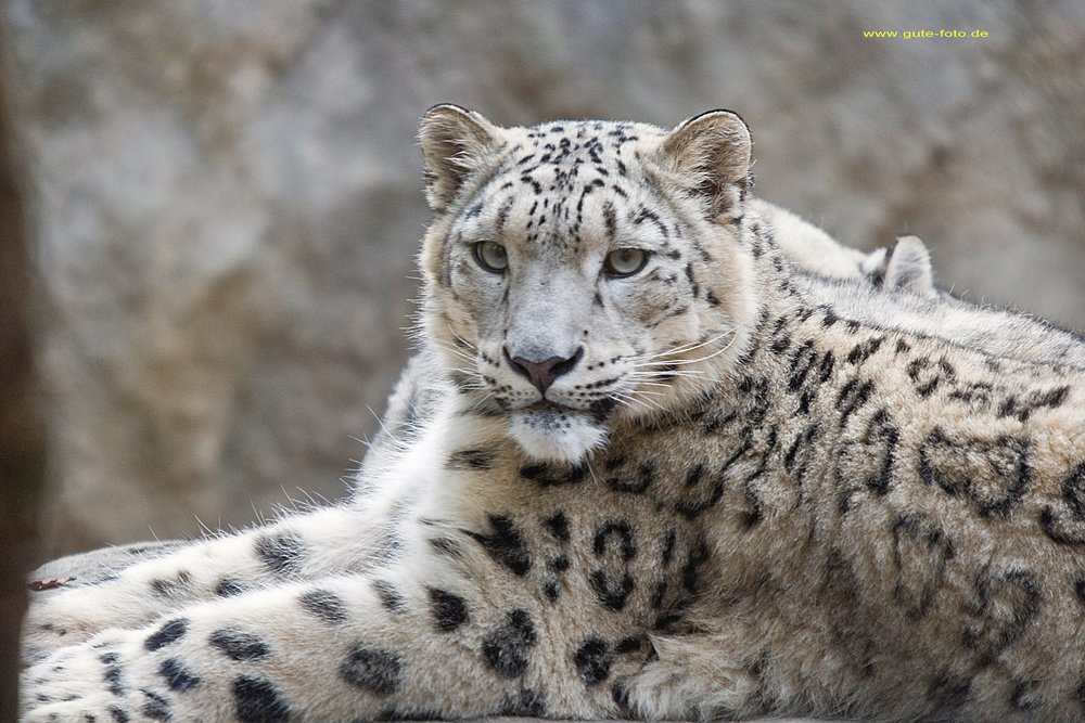 Schneeleopard-013.jpg