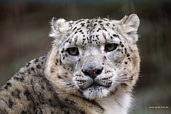 Schneeleopard-002.jpg