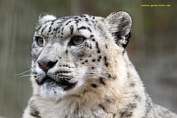Schneeleopard-003.jpg