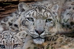 Schneeleopard-005.jpg