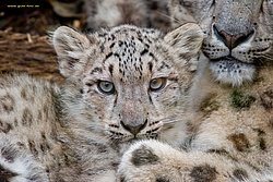 Schneeleopard-006.jpg