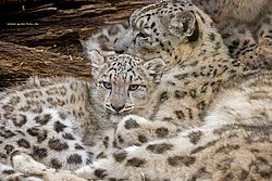 Schneeleopard-008.jpg